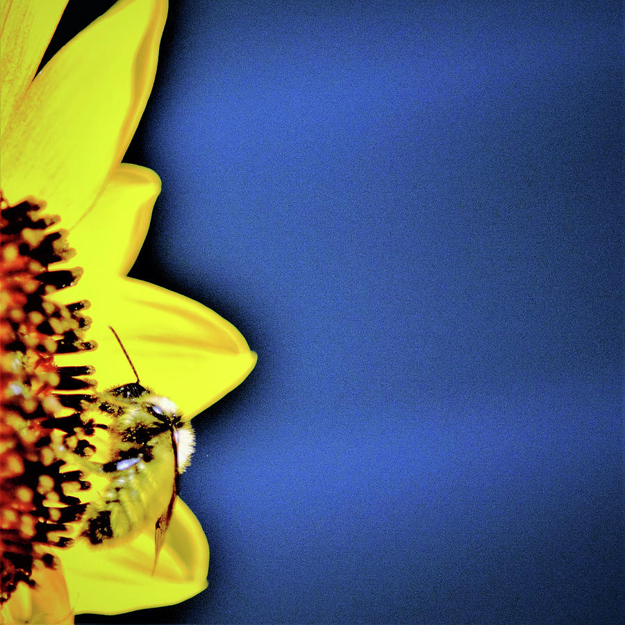 Sunflower And Bee Photograph