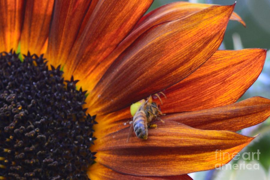 Sunflower And Bee Photograph By Laurie Runyan Fine Art America