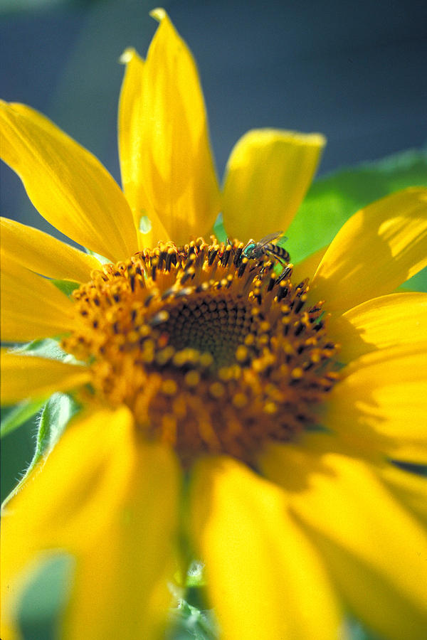 Sunflower And Bee Number Two Photograph by Thomas Firak