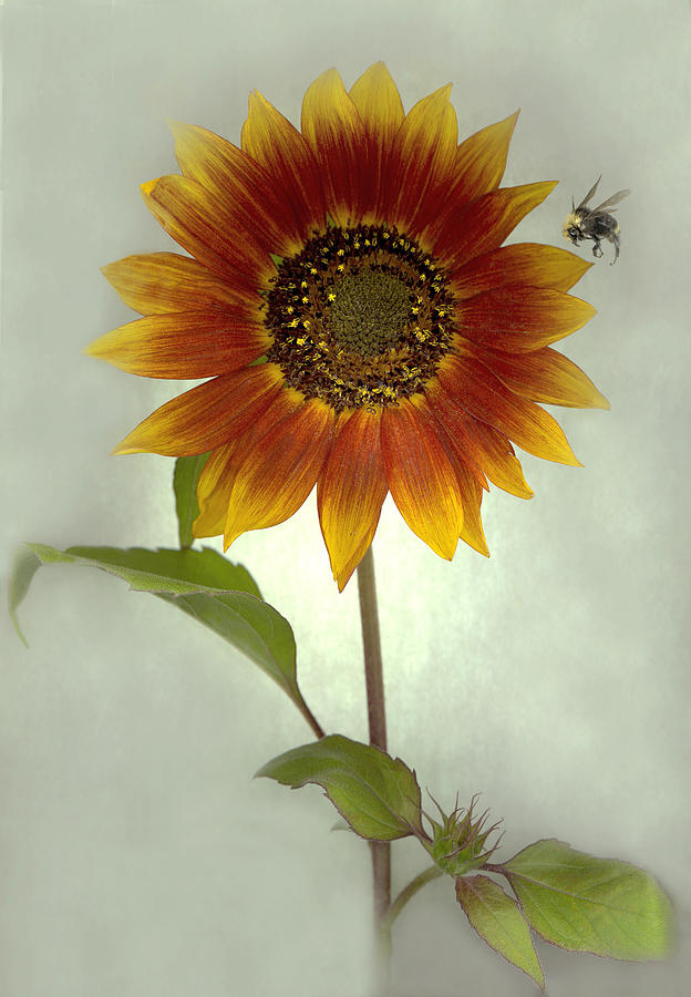 Sunflower and Bee Mixed Media by Sandi F Hutchins