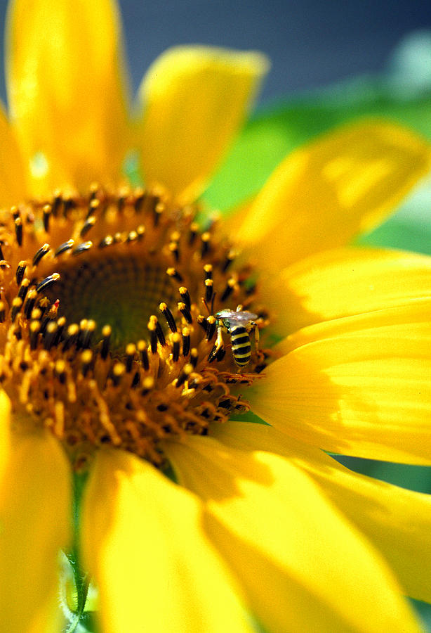 Sunflower and Bee Photograph by Thomas Firak