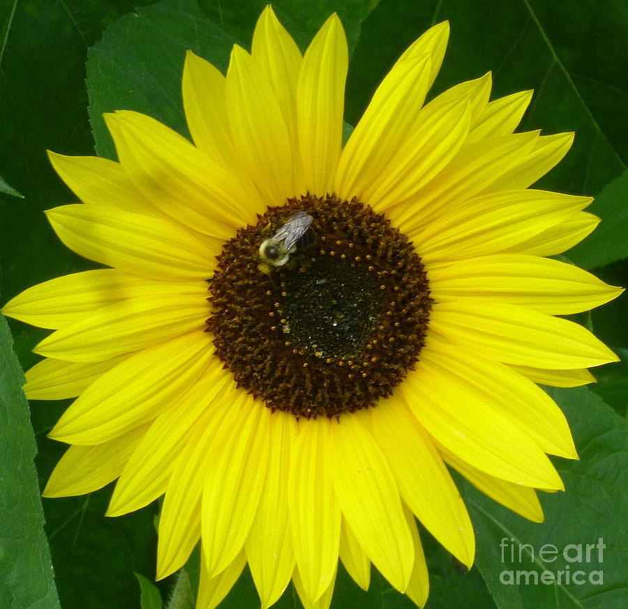 Sunflower and Bee Photograph by Wild Rose Studio