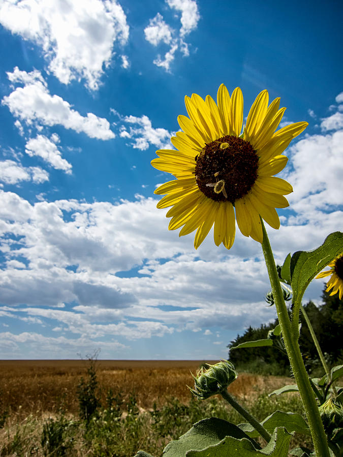 Sunflower and Bees on the Edge of the Prairie Photograph by Mary Lee Dereske