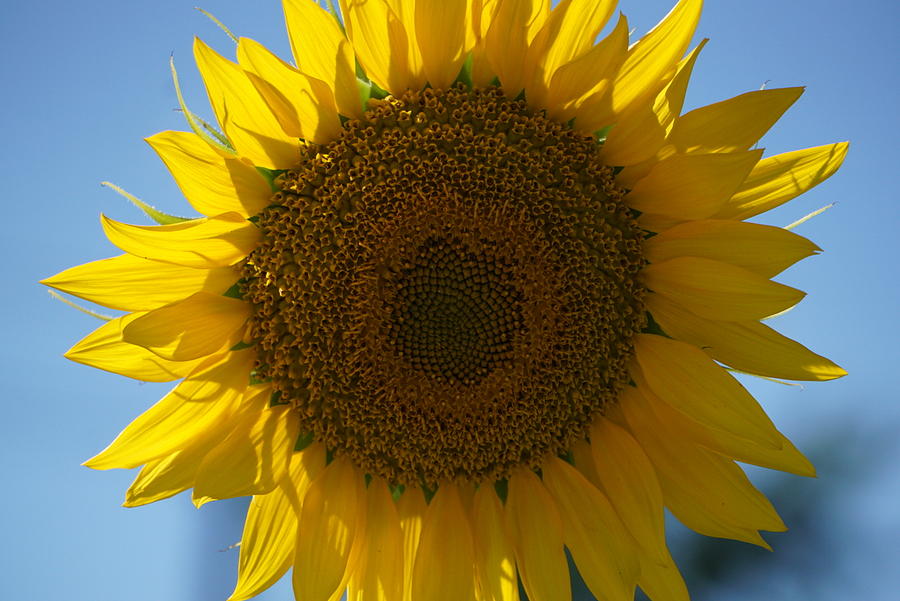 Sunflower And Blue Sky Photograph