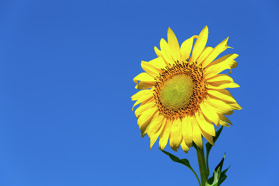 Sunflower and Blue Sky Photograph by SR Green