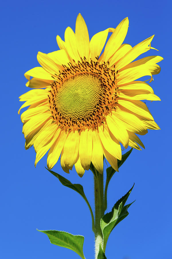 Sunflower and Blue Sky Vertical Photograph by SR Green