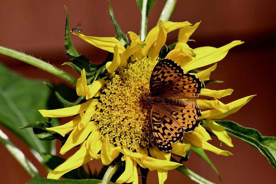 Sunflower and Butterfly in Shades of Yellow Photograph by Hella Buchheim