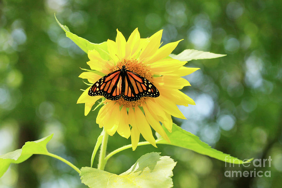 Sunflower and Butterfly Photo Photograph by Luana K Perez