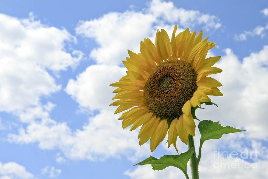 Sunflower and Clouds Photograph by Teresa Zieba