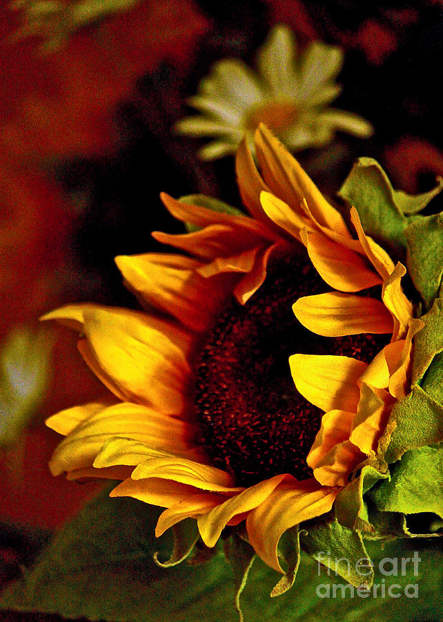 Sunflower and Daisy Photograph by Michael Cinnamond