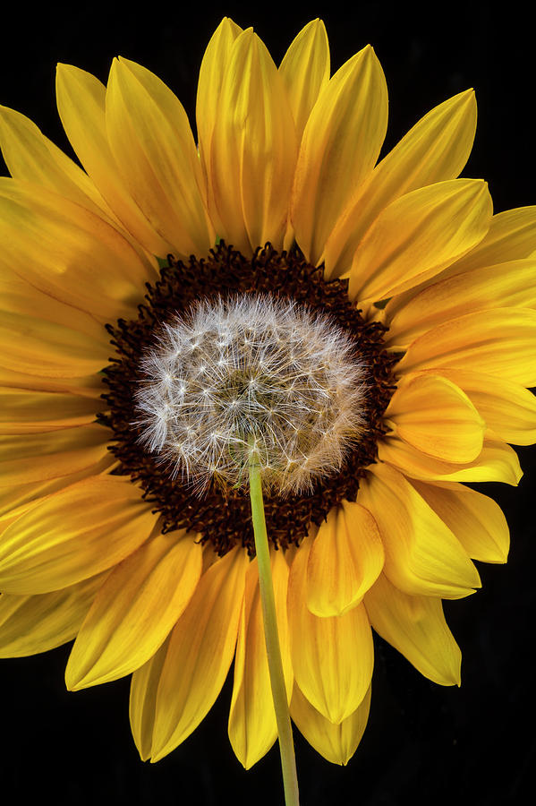 Sunflower And Dandelion Photograph by Garry Gay