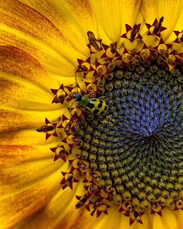 Sunflower and Friend  Photograph by Brian Eberly