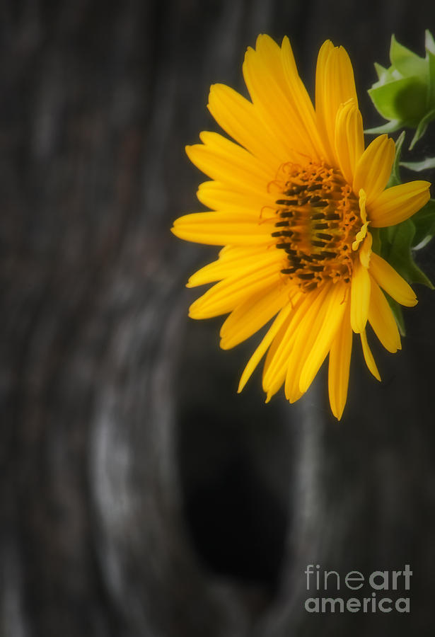 Sunflower and Gatepost Photograph by Fred Lassmann