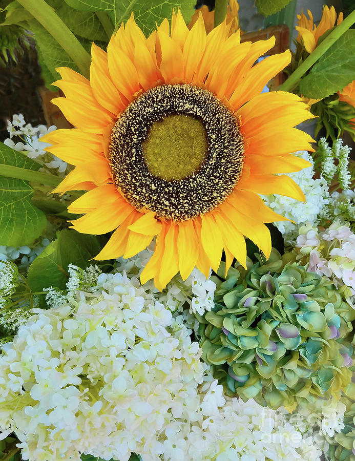 Sunflower And Hydrangeas Photograph