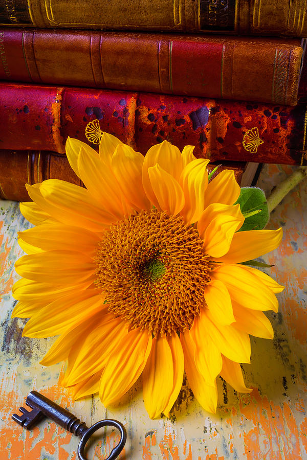Sunflower And Leather Books Photograph by Garry Gay