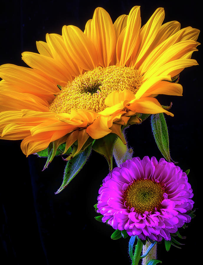 Sunflower And Matsumoto Flowers Photograph by Garry Gay