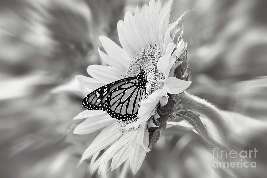 Sunflower And Monarch Butterfly Black And White Photograph by Sharon McConnell