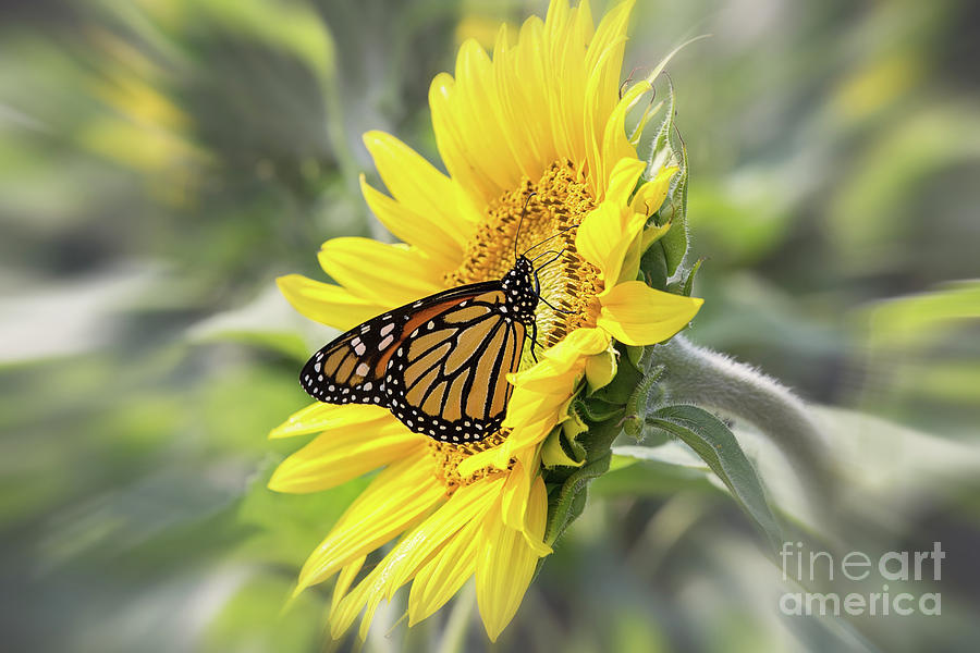 Sunflower And Monarch Butterfly Photograph by Sharon McConnell
