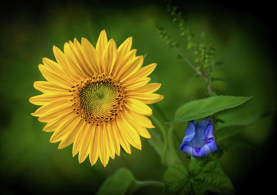 Sunflower and Morning Glory Photograph by Carolyn Derstine