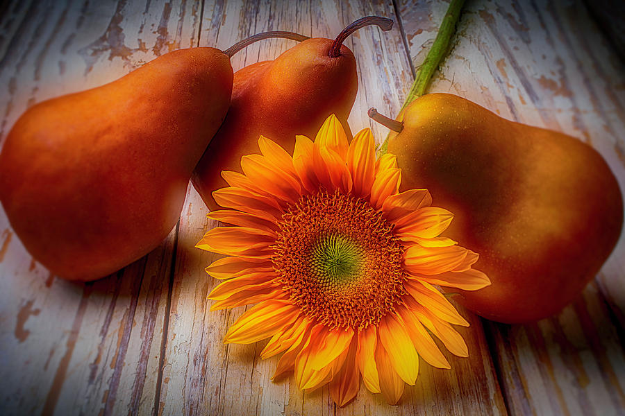 Sunflower Photograph - Sunflower And Pears by Garry Gay