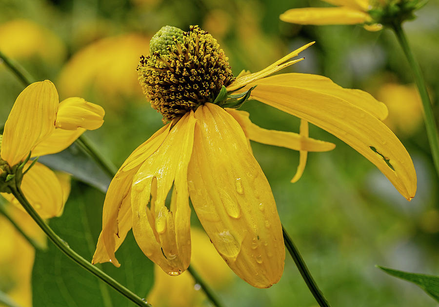 Sunflower and Raindrops Photograph by Robert Ullmann