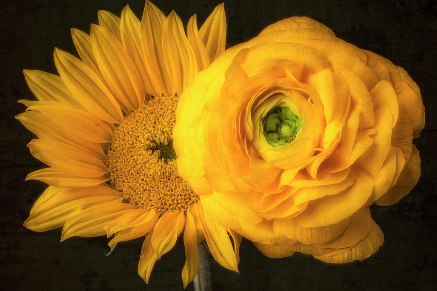 Sunflower And Ranunculus Photograph by Garry Gay
