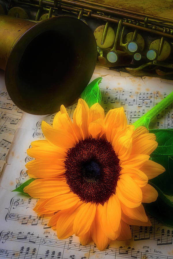 Sunflower And Saxophone Photograph by Garry Gay