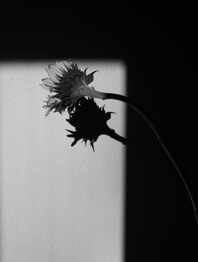 Sunflower And Shadow Photograph By Tianxin Zheng 