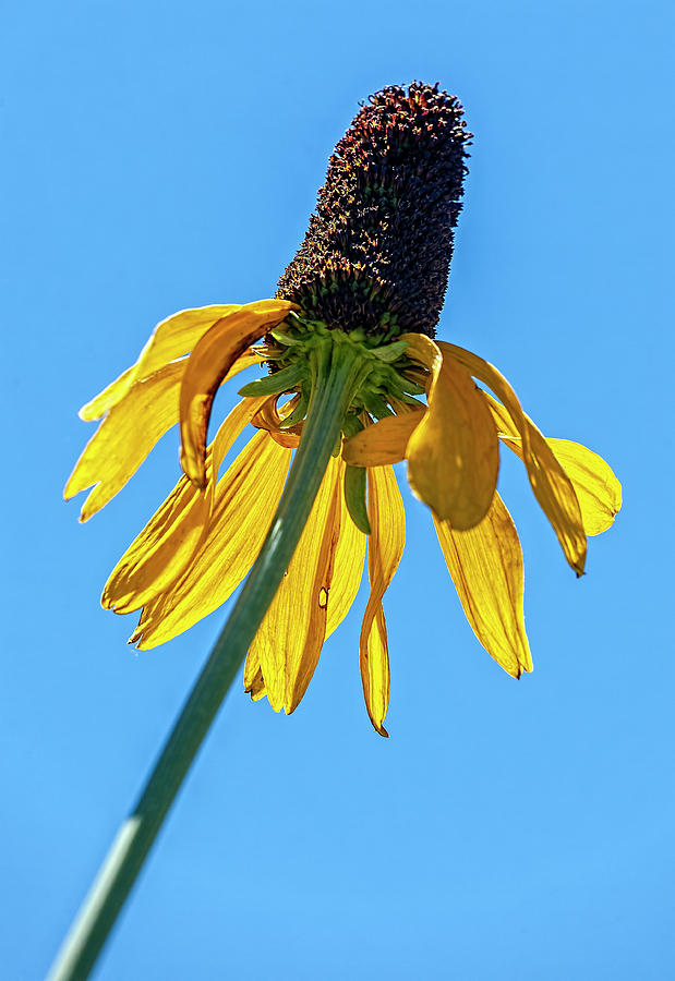 Sunflower and Sky Photograph by Robert Ullmann