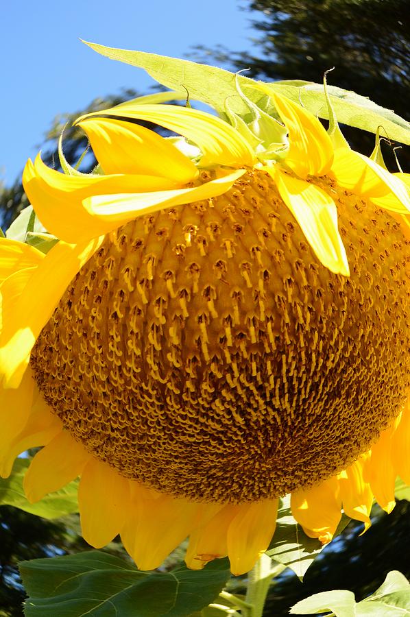 Sunflower and Sky Photograph by Warren Thompson - Fine Art America