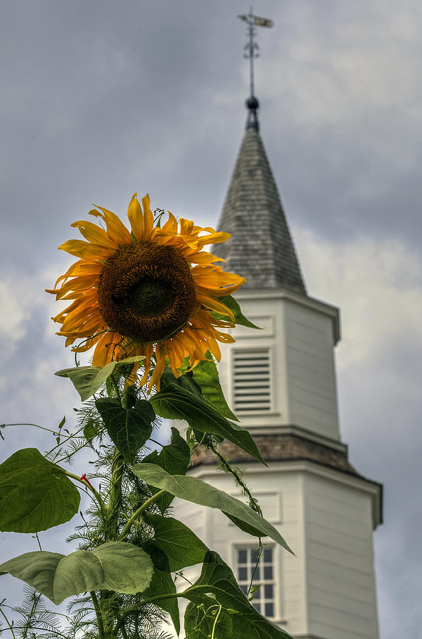 Sunflower and Steeple Photograph by Jerry Gammon