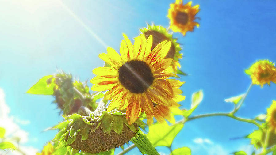 Sunflower and Sunlight Photograph by Amanda Smith