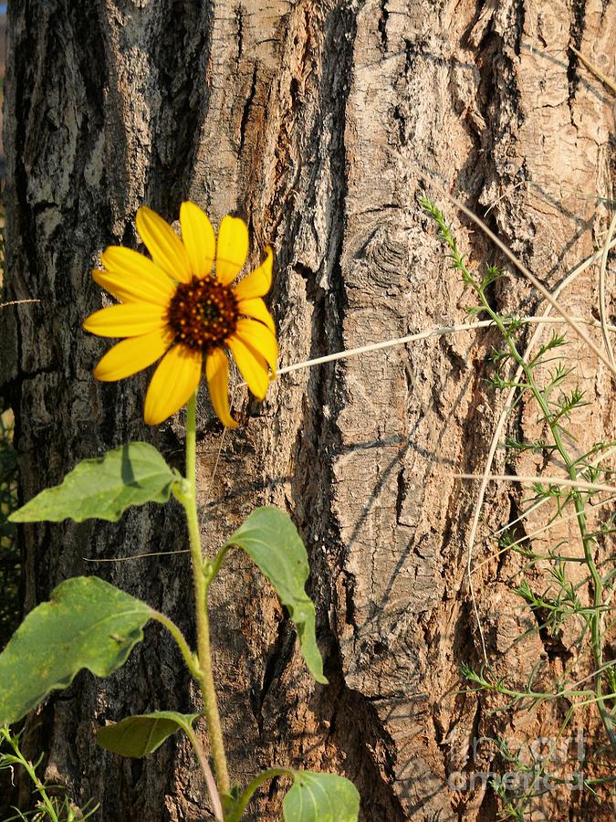 Sunflower And  Trunk Photograph