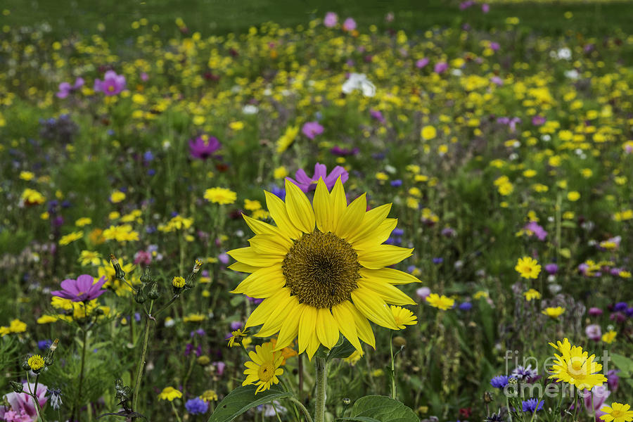 Sunflower Photograph - Sunflower And Wildflowers by Steve Purnell
