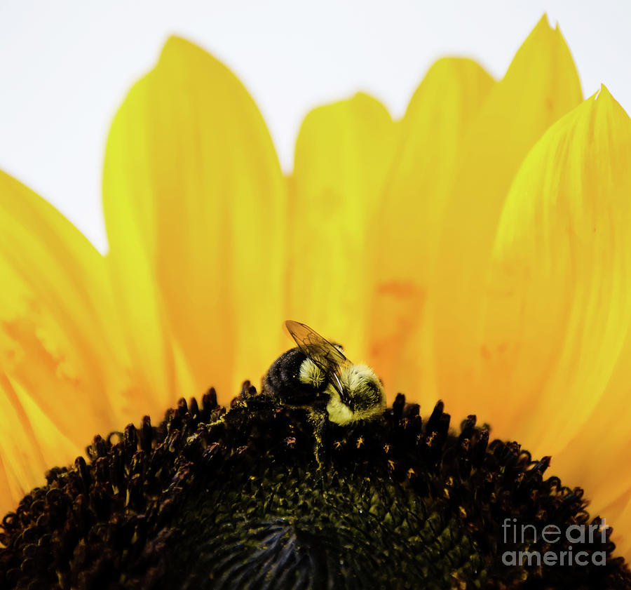 Sunflower Photograph by Andrea Anderegg