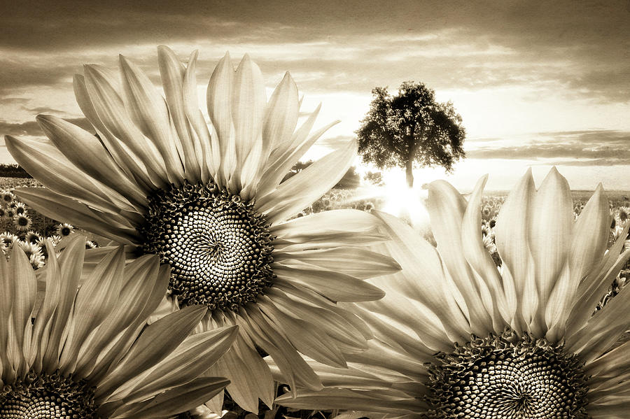 Sunflower Angels Photograph by Debra and Dave Vanderlaan