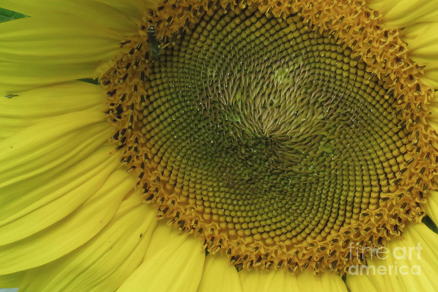 Sunflower Photograph by Anita Adams