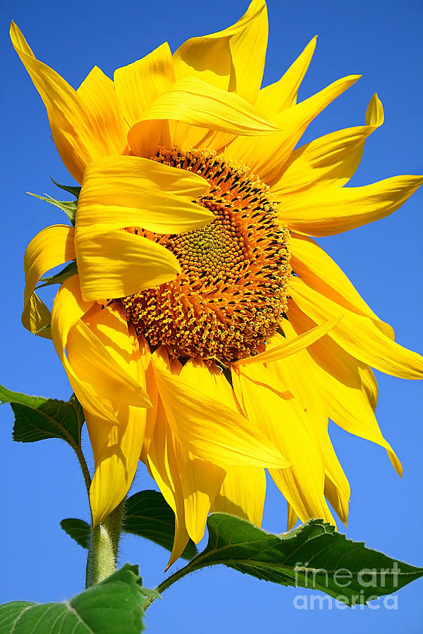 Sunflower Photograph by Anna Om