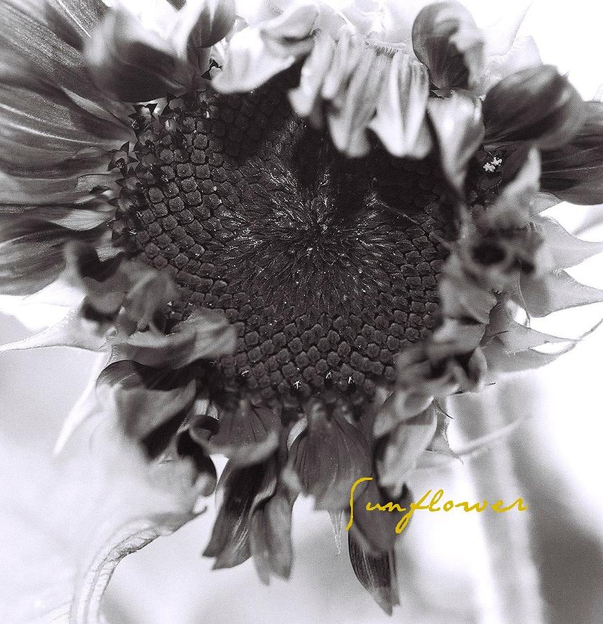 Sunflower Photograph by AnnaJanessa PhotoArt