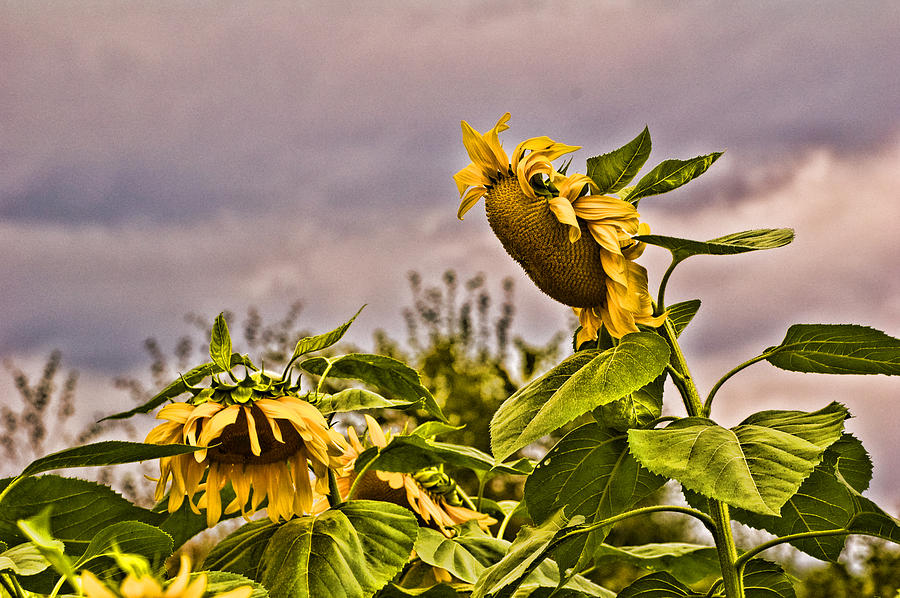 Sunflower Photograph - Sunflower Art 2 by Edward Sobuta