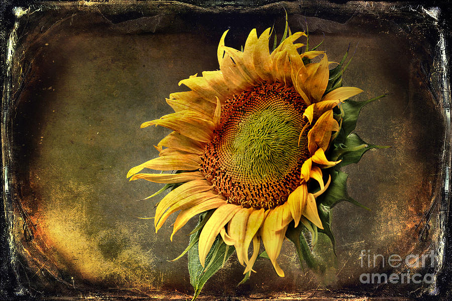 Sunflower Art 2 Photograph by Sari Sauls