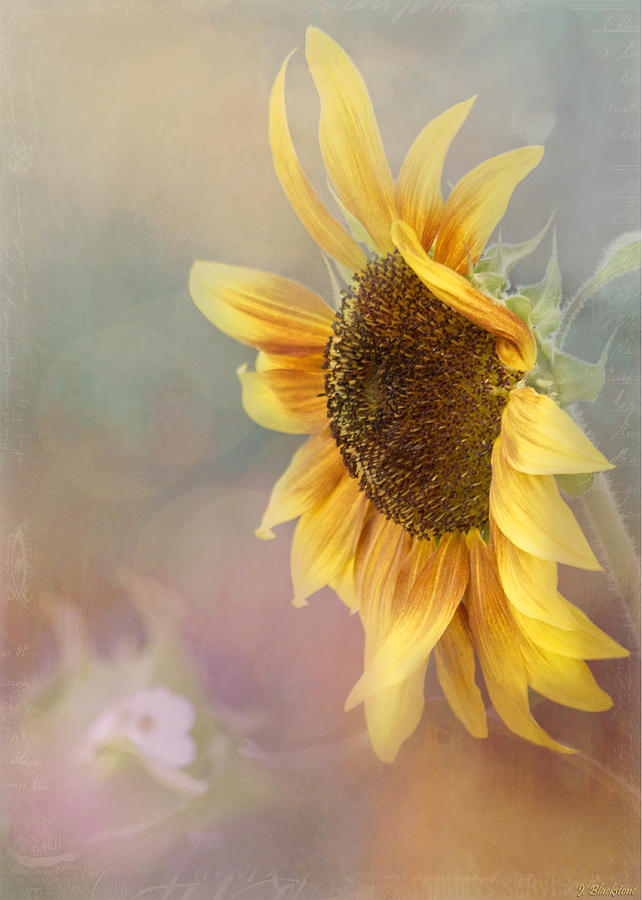 Nature Photograph - Sunflower Art - Be The Sunflower by Jordan Blackstone