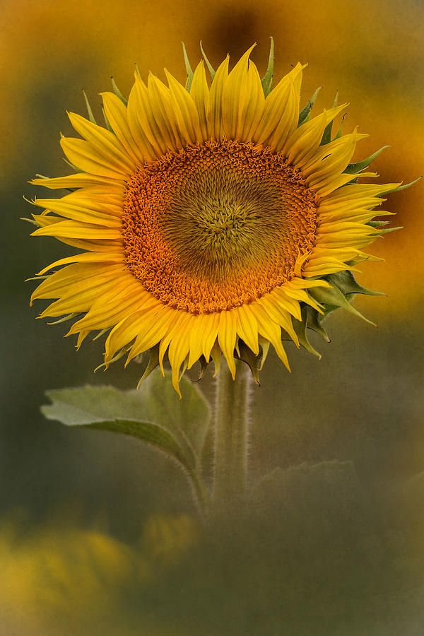 Sunflower Art Photograph by Dale Kincaid