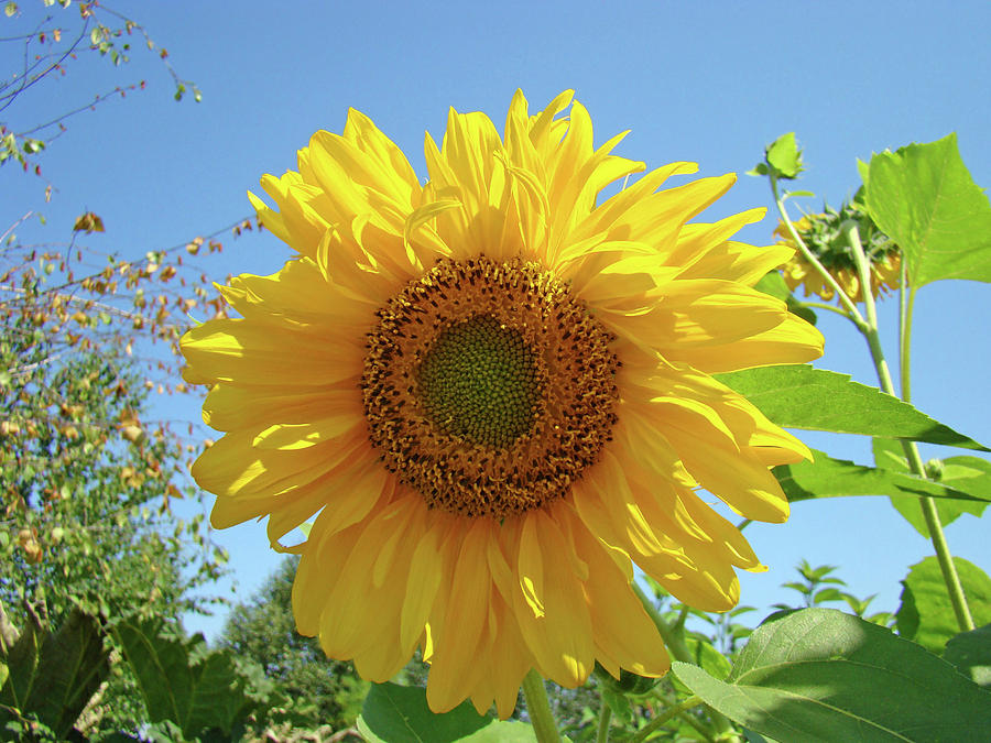 Sunflower Photograph - SUNFLOWER Art Prints Sun Flower 2 Giclee Prints Baslee Troutman by Patti Baslee