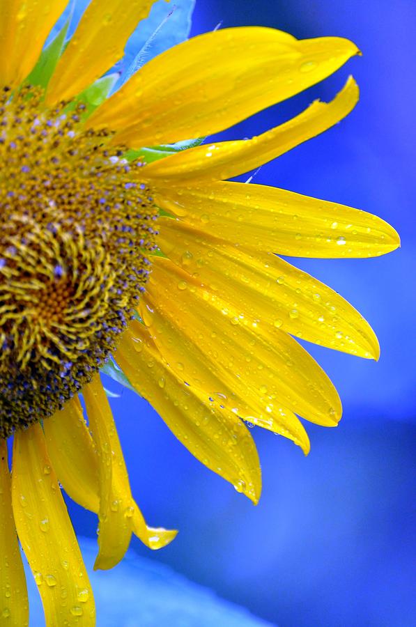 Sunflower Art Photograph by Rose  Hill