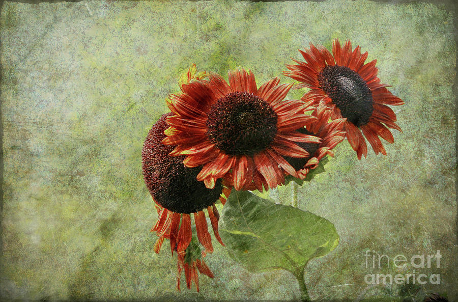 Sunflower Art Photograph by Sari Sauls