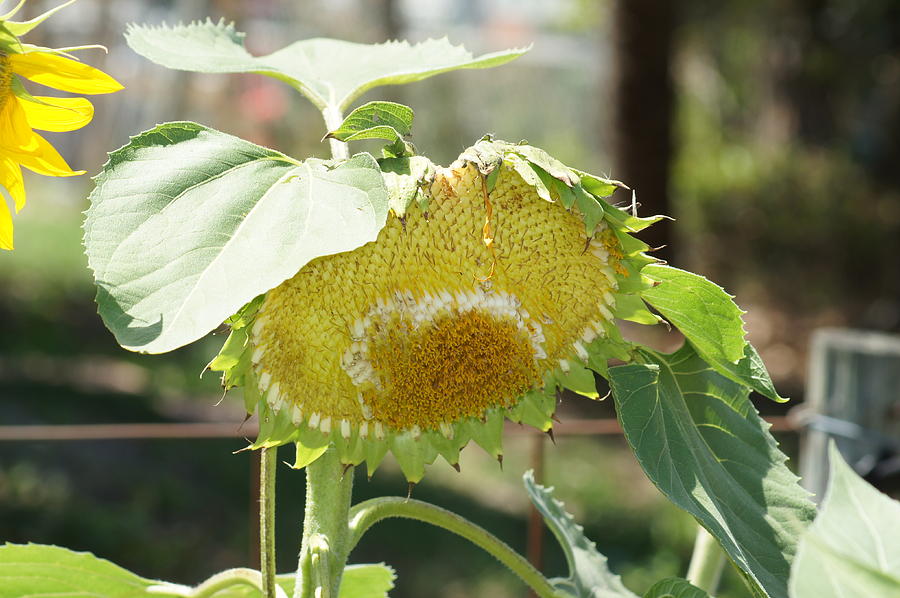 Sunflower AS Photograph by Lynda Dawson-Youngclaus