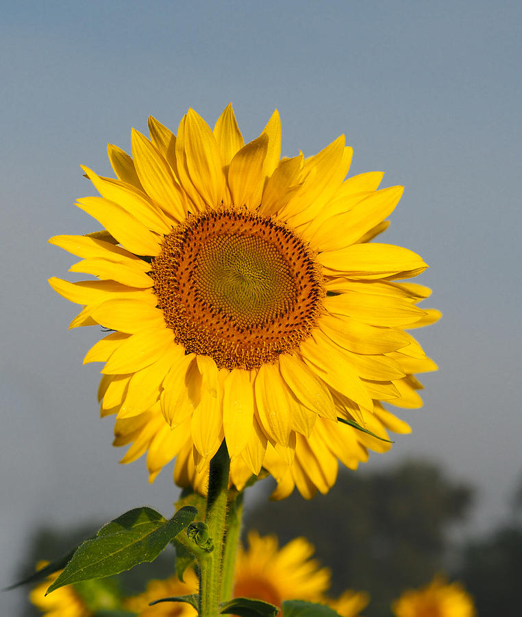 Sunflower at Attention Photograph by Paula Ponath