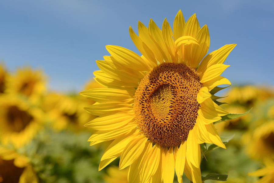 Sunflower at Colby Farm, Newbury, Massachusetts Photograph by Nicole Freedman