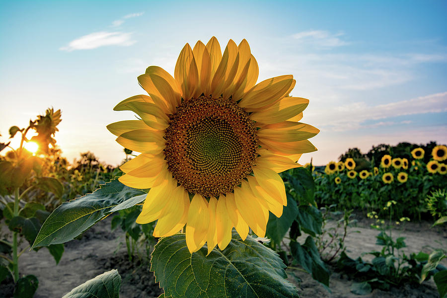 Sunflower at dusk, Colby Farm, Newbury, Massachusetts Photograph by Nicole Freedman